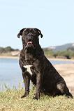 CANE CORSO 421
